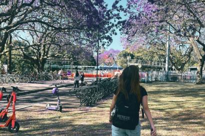 ジャカランダが咲く季節にクイーンズランド大学を散歩