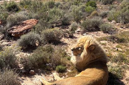ケープタウンで間近で見たライオン