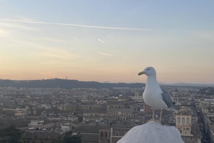 ローマで見たカモメ