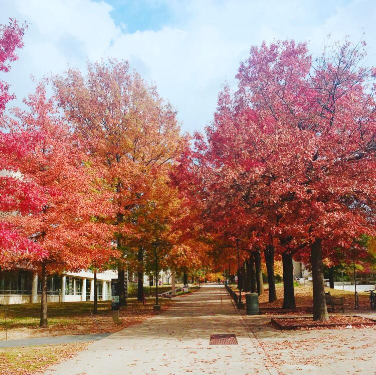 (アーカンソー大学) University of Arkansas バックパック アーカンソー レイザーバックス ノートパソコンコンピュータバッグ 並行輸入品 アーカンソー大学 | SAF - The Study Abroad Foundation