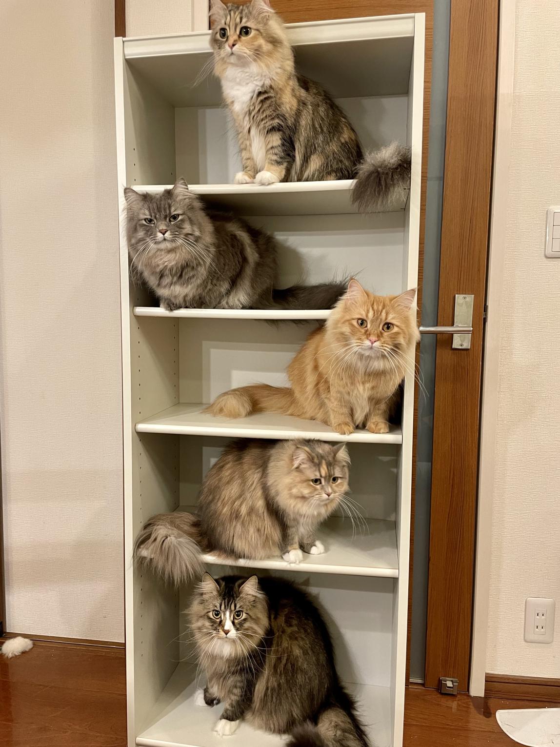 Wakako Wengel's Five Cats on Shelves