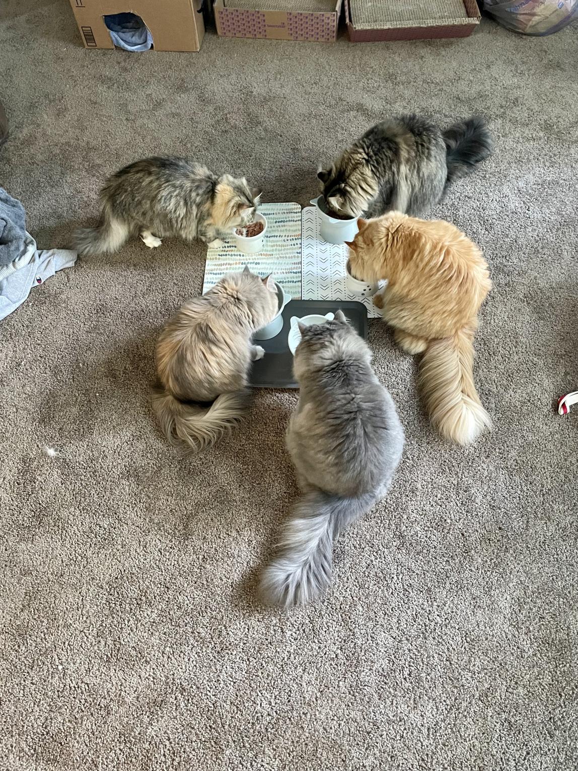 Wakako's 5 Cats Eating