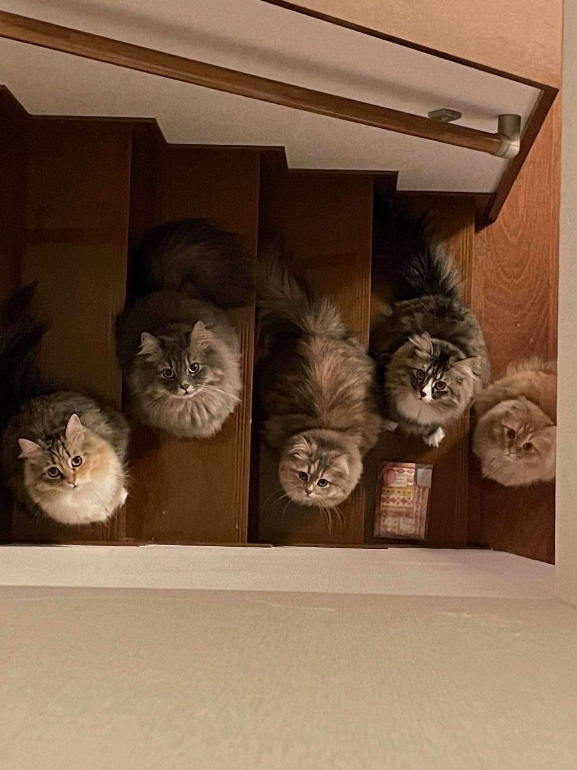 Wakako's 5 Cats on Stairs