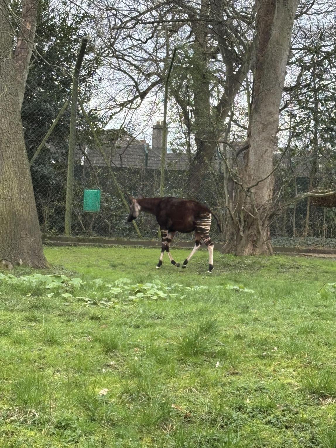 ダブリン動物編で見たオカピ