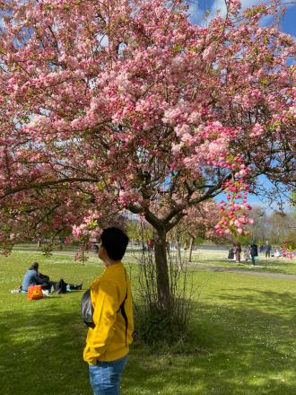 イギリスの桜の木の下で撮った写真