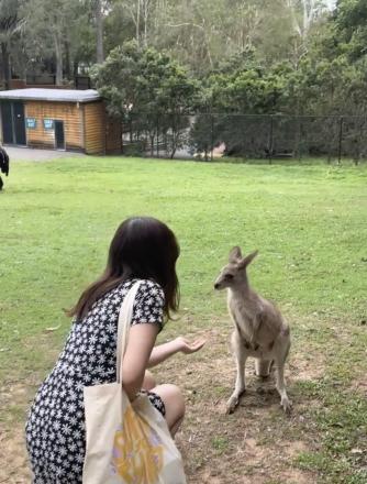 ワラビーとの出会い