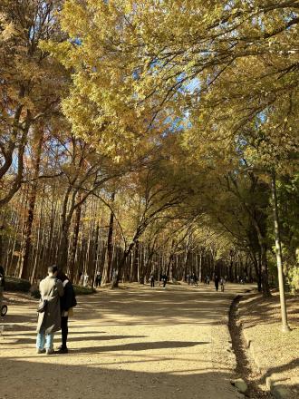 ソウルの紅葉