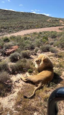 ケープタウンで間近で見たライオン