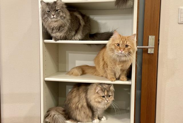 Wakako Wengel's Five Cats on Shelves