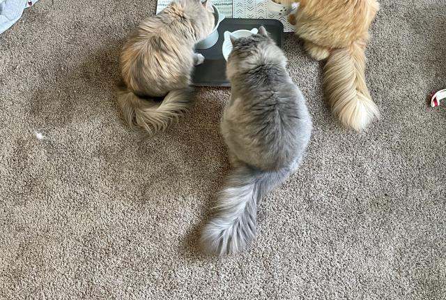 Wakako's 5 Cats Eating