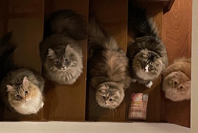 Wakako's 5 Cats on Stairs