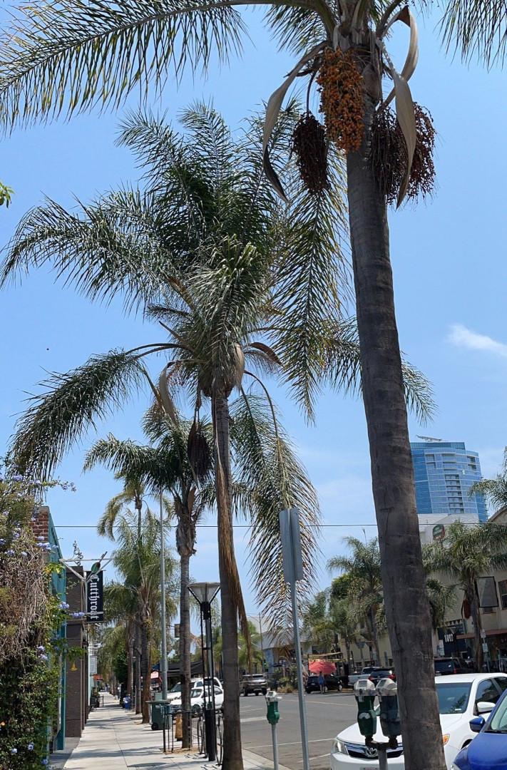 歩道に並ぶヤシの木の写真