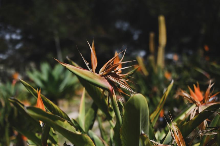 Saya_MATSUO_GA_vol1_5web