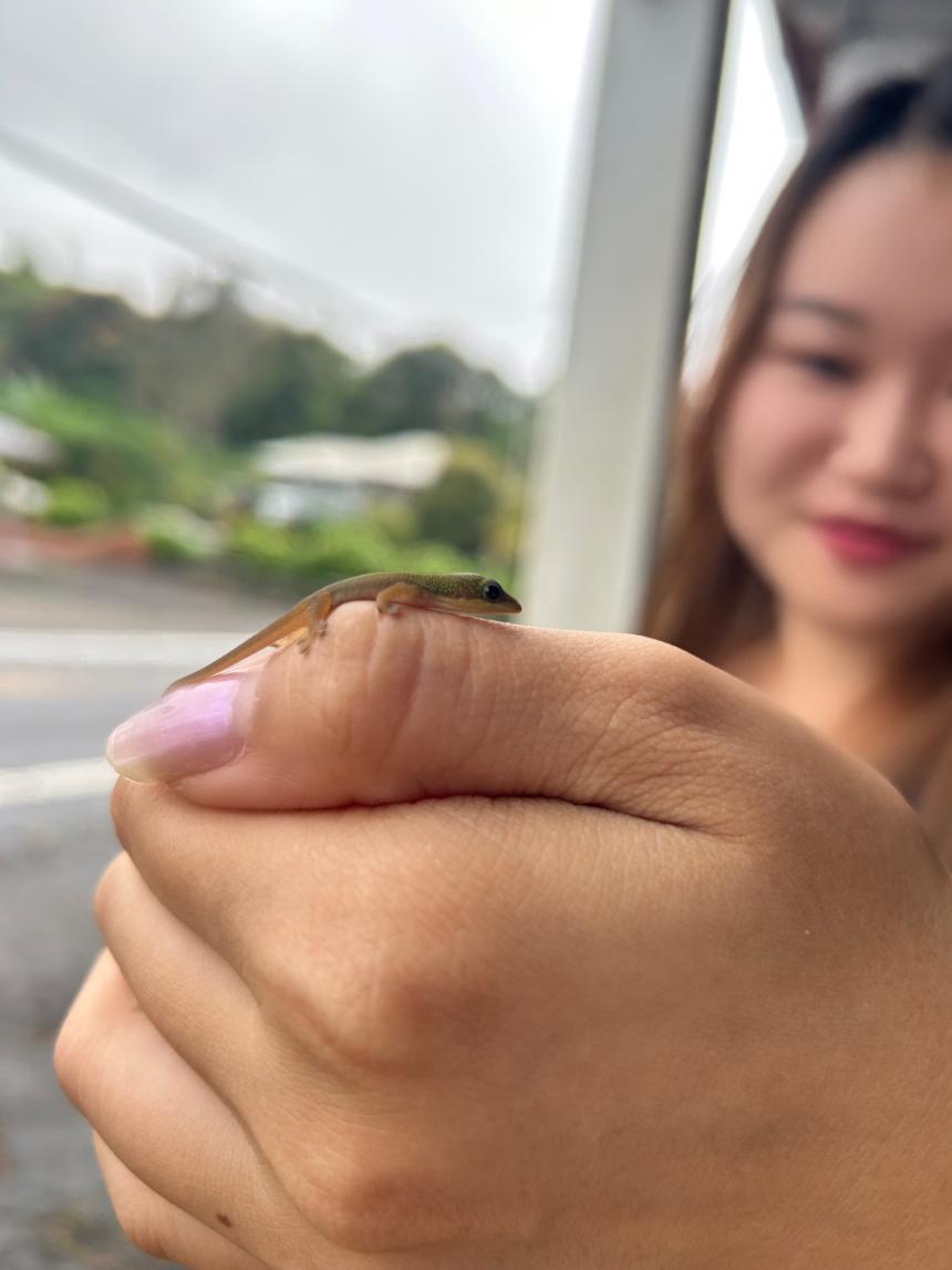 アメリカ、ハワイ。画面中心、アップになった手の上にのったイモリの赤ちゃん。