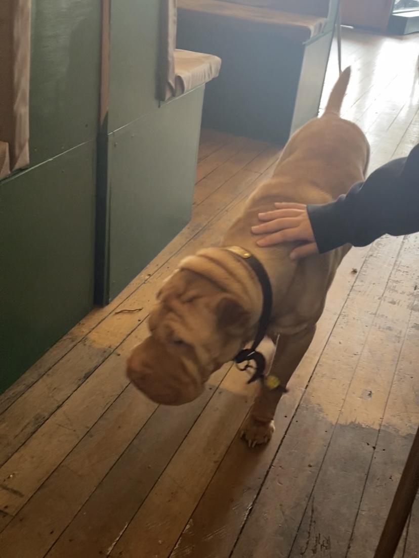 ニュージーランドのカフェMaggiesの看板犬John