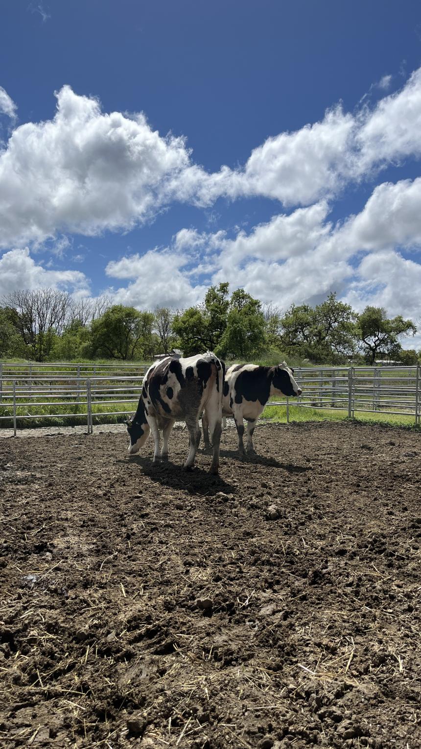 UCデイビスの牛