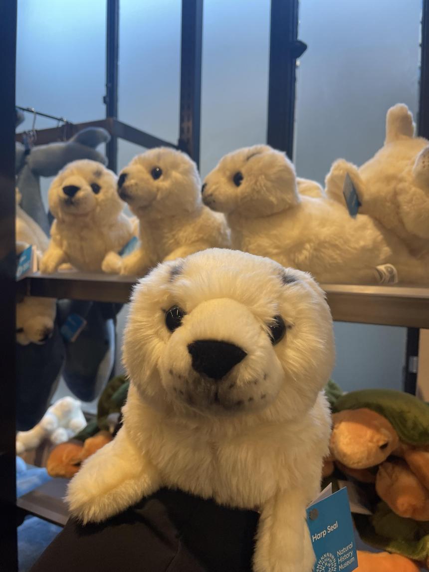 ロンドンで出会ったアザラシのぬいぐるみたち