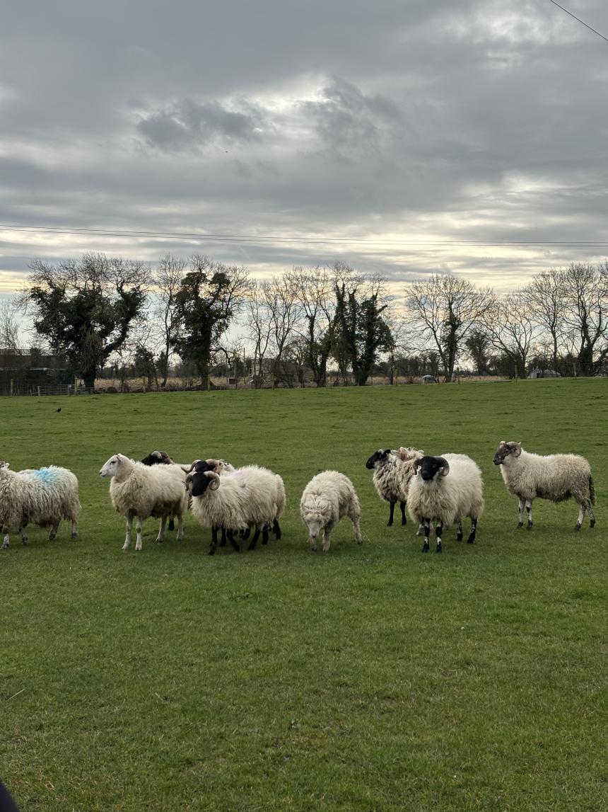 アイルランドのひつじ