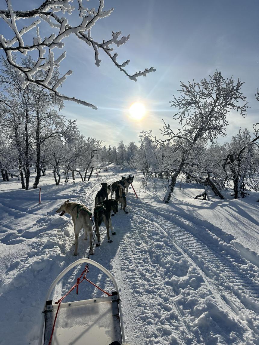 犬ぞりに乗った