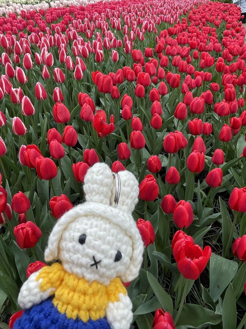 オランダのチューリップ畑とミッフィー
