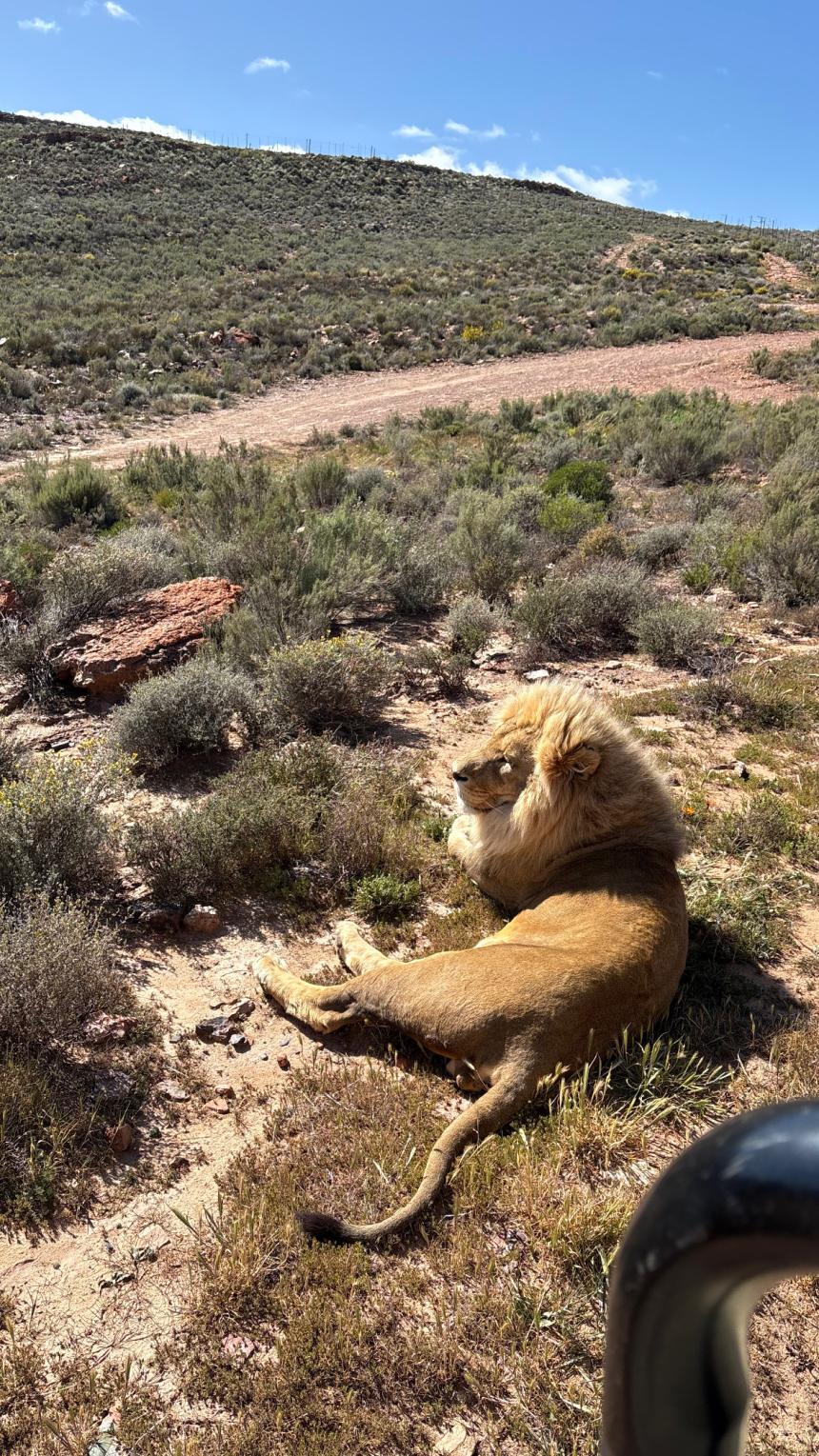 ケープタウンで間近で見たライオン