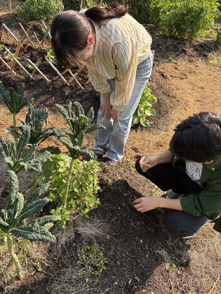 ケープタウンのコミュニティ農園で作業