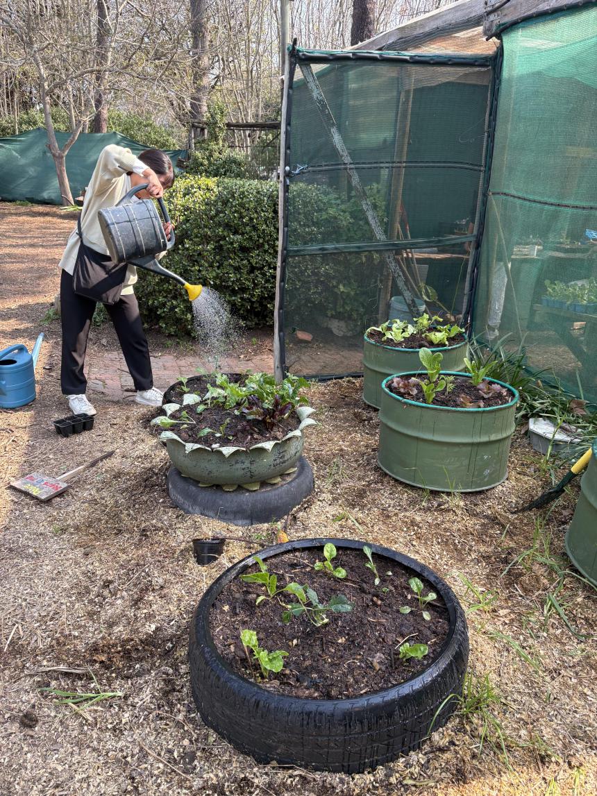 ケープタウンのコミュニティ菜園