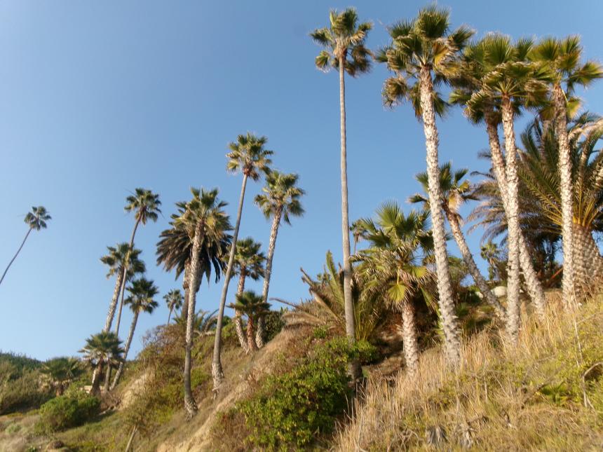 NanakaFUMA_CSULB_GA2_LagunaBeach