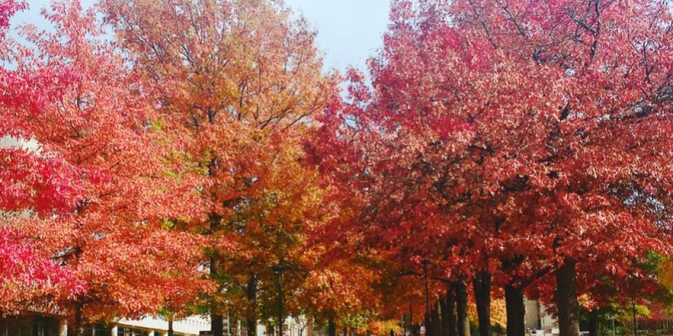 アーカンソー大学_C04