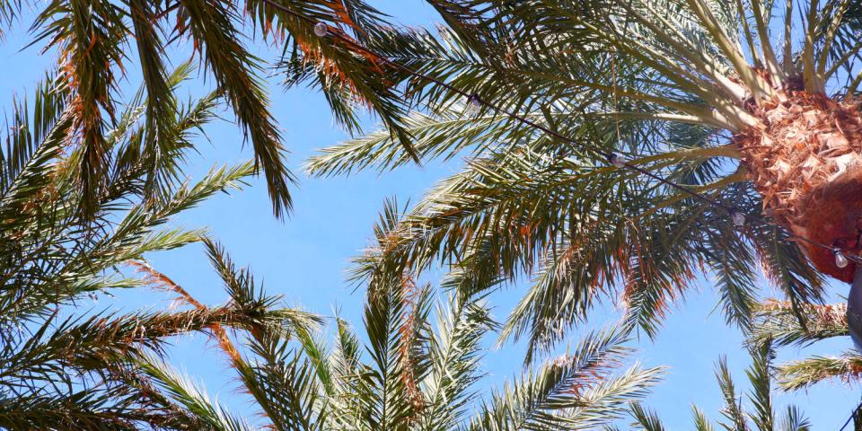 アリゾナの青い空とヤシの木