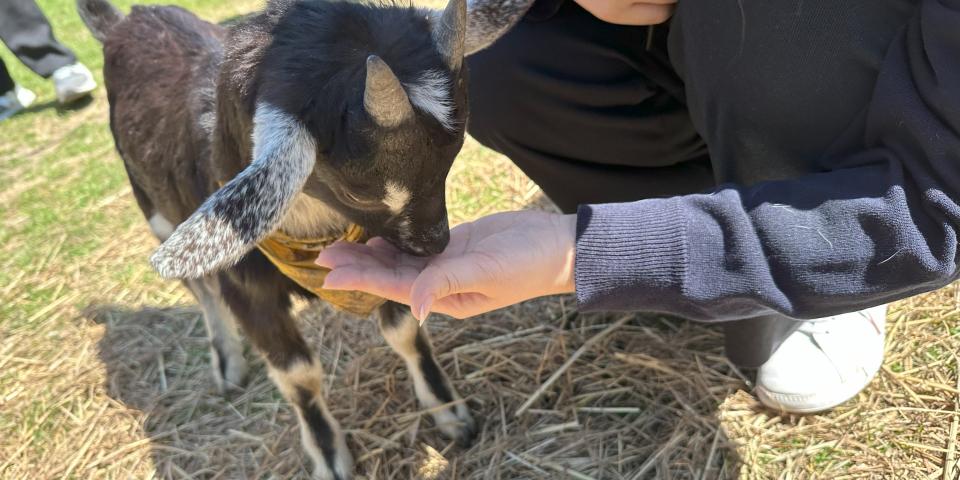 アメリカオックスフォードで出会ったヤギの赤ちゃん